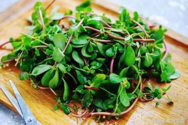 北方夏季马齿苋、苋菜、猪毛菜和地皮菜最容易