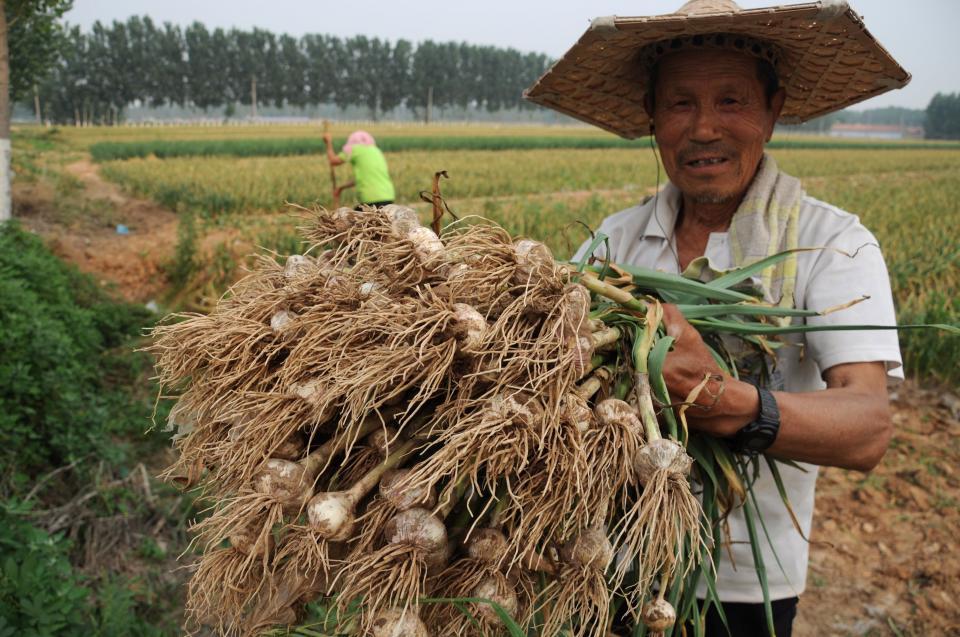 大蒜产地 中国大蒜产地
