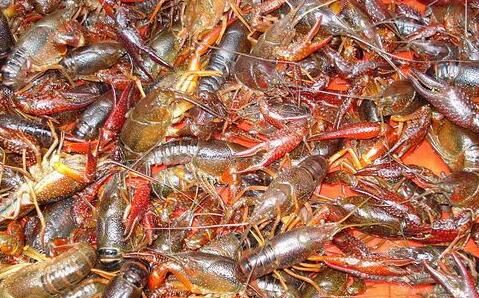 富二代放弃优渥生活,选择创业养海虾,年收入5