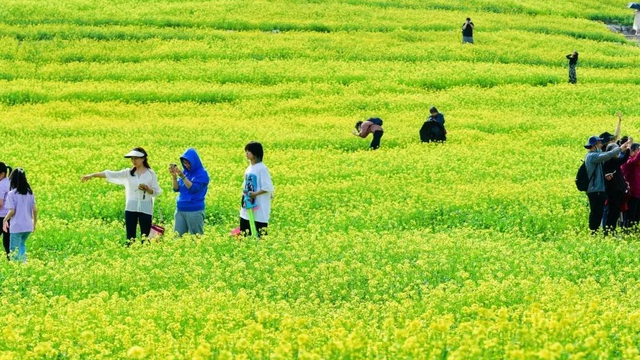 芸上梯田油菜花开！北京温榆河公园特设了打卡景观，抓紧！