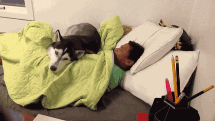 5哈士奇:你离我主人远点儿!