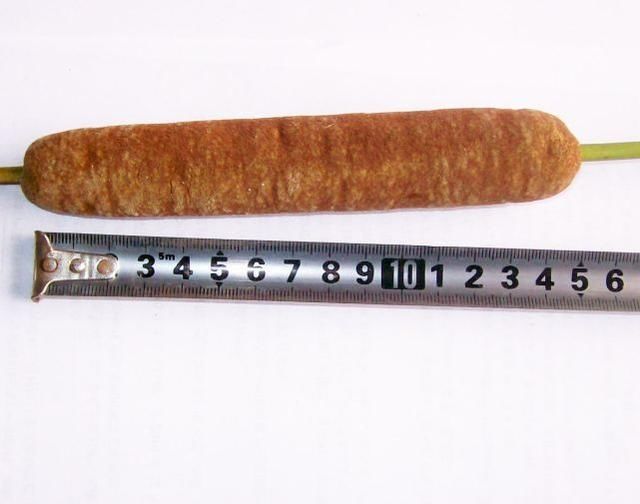 水里的这个植物样子像棒槌,是治疗糖尿病眼底出血的良药