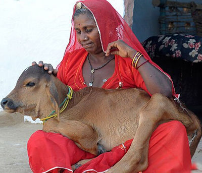 印度48岁老妇给牛喂母乳,3年后牛变这样!网友:能喝饱?