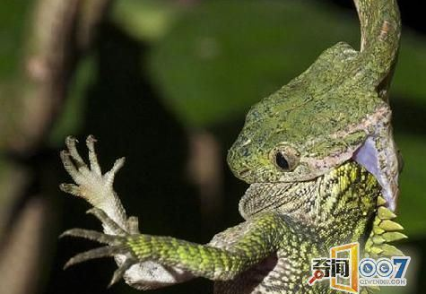 枝头熟睡蜥蜴遭毒蛇偷袭 下一幕惊呆众人 枝头熟睡蜥蜴遭毒蛇偷袭 下一幕惊呆众人