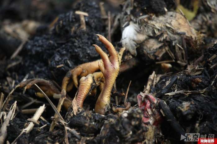 5万雏鸡10分钟被烧焦 损失数十万