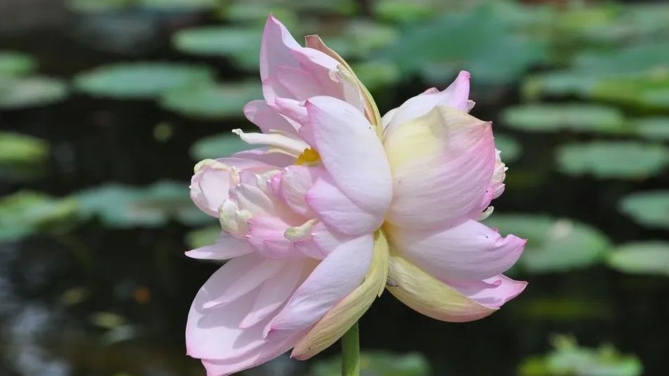 五枝并蒂莲!这一波荷花美在当“夏” 五枝并蒂莲!这一波荷花美在当“夏”