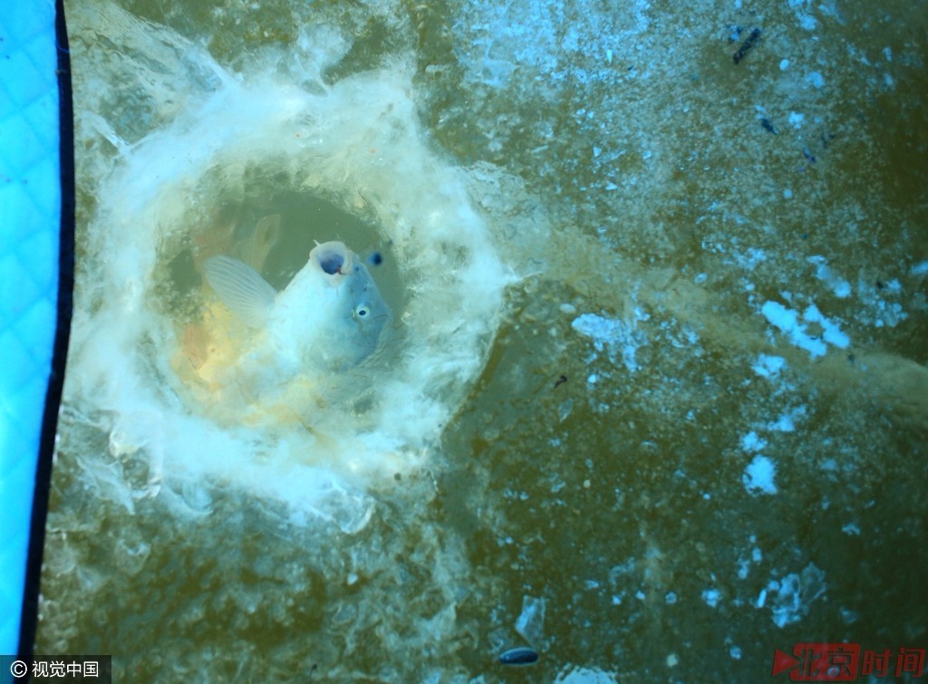 哈尔滨:零下20度湖面冬钓 大鱼噼里啪啦出 哈尔滨:零下20度湖面冬钓 大鱼噼里啪啦出