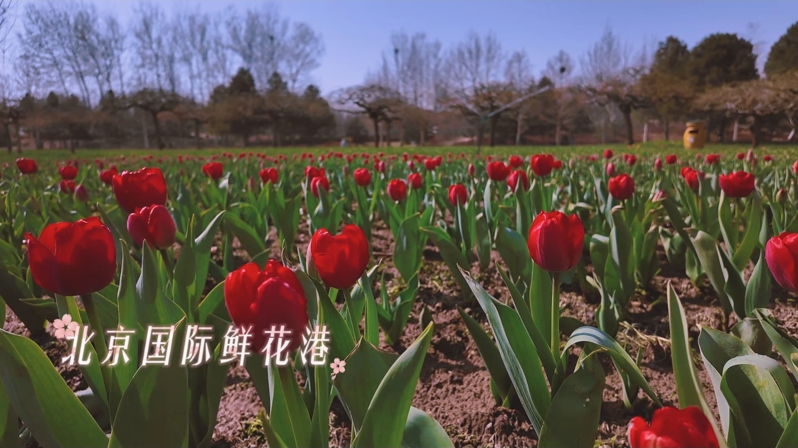 郁金香初绽放 花海即将霸屏朋友圈