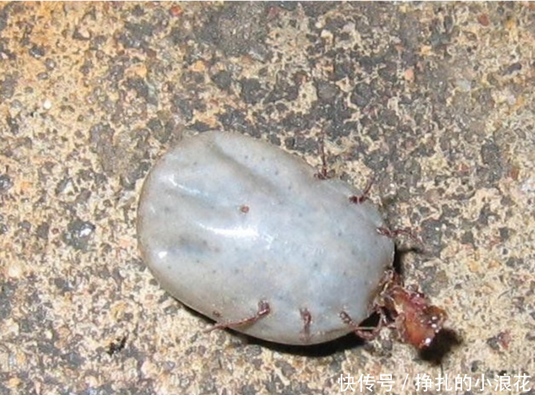 女孩在田里发现桑葚,刚准备下手时却被奶奶制止了,真相让人害怕