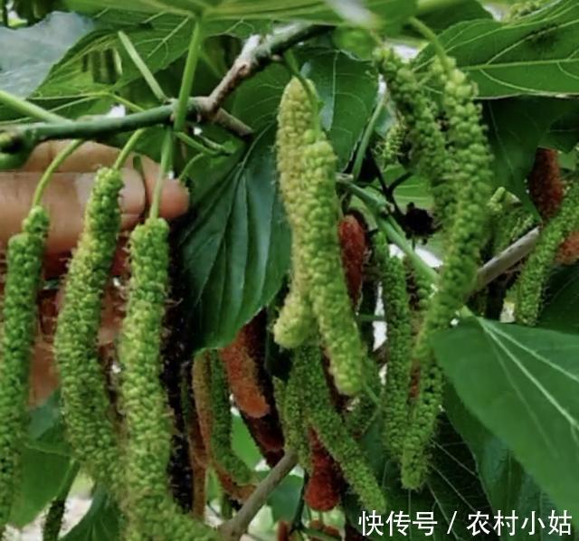 农村有种树长毛毛虫,却是一种野果,能美容养