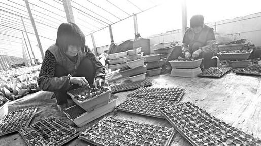 临沂创业走出新天地:盆栽蔬菜占领消费者阳台