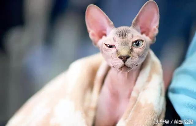 女子买了一只斯芬克斯无毛猫,养了一段时间发