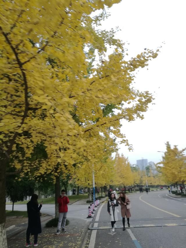 今天起,重大虎溪校区成为了全重庆最美的地方