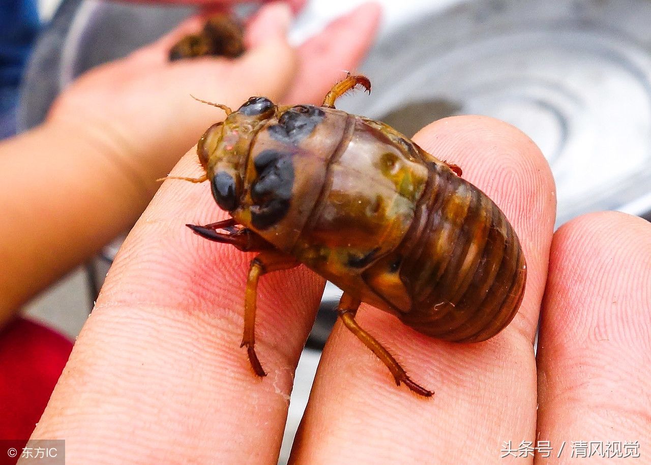 阳信53岁下岗工人养蝉猴15年,头5年颗粒无收,如今