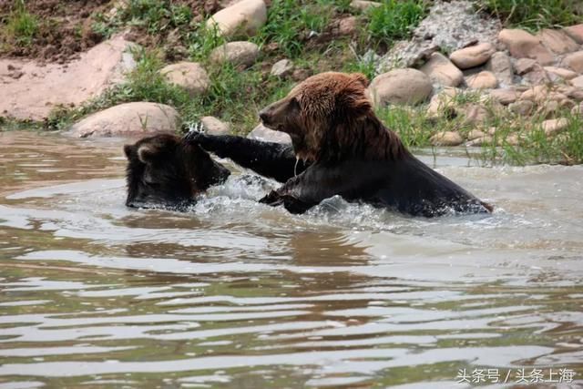 给河马刷牙?浣熊浑水摸鱼?动物度夏还有这操