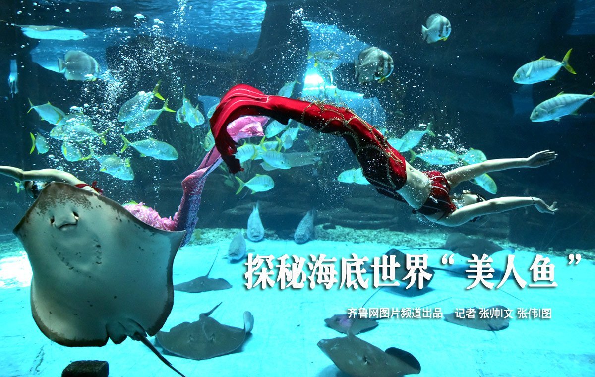 或许,“美人鱼”只是一个传说,在现实世界里并不存在,但是她们却是海洋生物中美丽的代表。其实“美人鱼”在现实中也存在,她们在公园或游乐场工作,与各种海洋生物一起在水底畅游,展现给观众美丽的“美人鱼”形象。对于她们来说,这是一份工作,但这份工作背后的艰辛,却只有她们自己知道。齐鲁网记者 张伟|摄 张帅|文