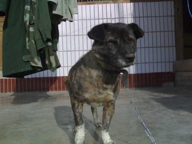 小灰,部队解散了,你该何去何从!武警森林黄金水