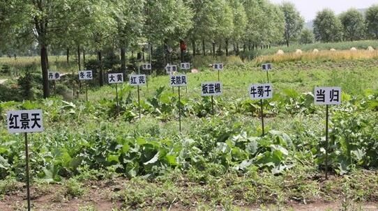 甘肃发展中药材种植产业 农民自产自销免征增值税