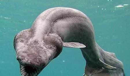 地球上10大稀奇古怪的动物,双头龟讨人爱,水熊可在太空生存