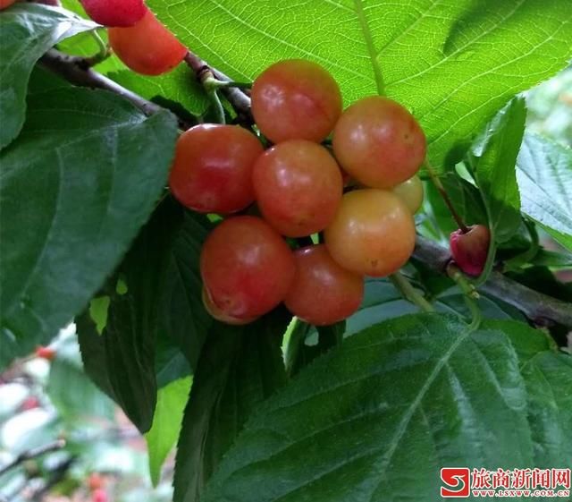 采茶赏美景 摘果醉人心 2018'中国西乡茶叶樱桃