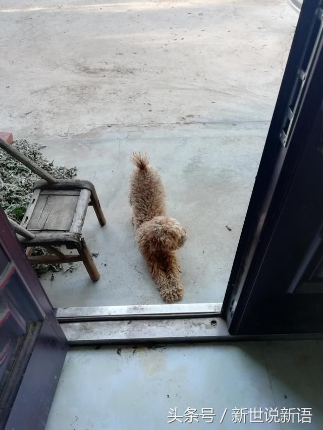 崔永元为什么自称铲屎官