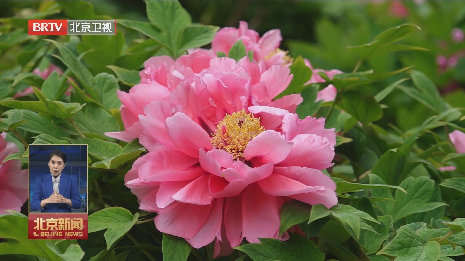 行走在春天里 | 谷雨节气来 城南牡丹开