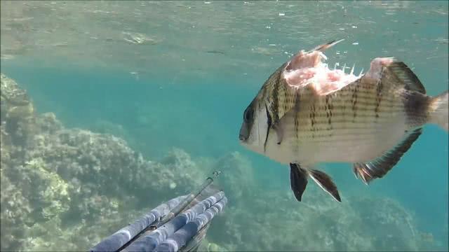 男子潜水捉龙虾,遇上一条鱼坚强,鱼肉被啃了