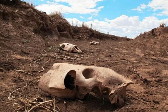 美国西南干旱荒野惊现"死马怪圈",野马疑因水池干涸而死