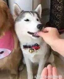 金毛在智商上压倒二哈,二哈:主人你伤害了我,还