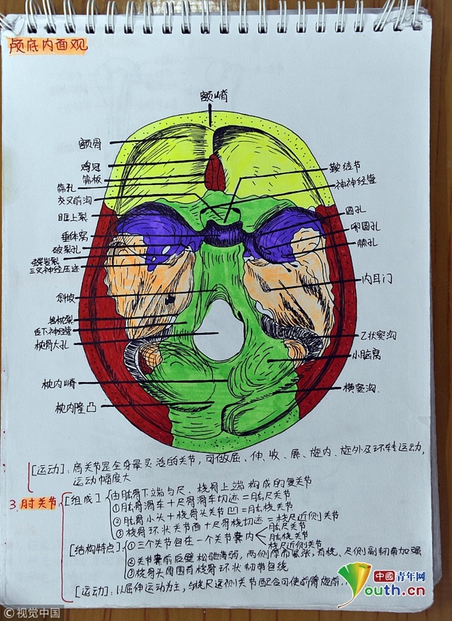 西安大二女生手绘"高颜值"医学笔记走红网络