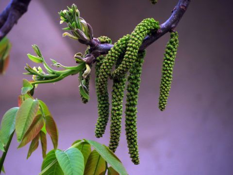 农村有种长相酷似毛毛虫的长寿花,却是治癌