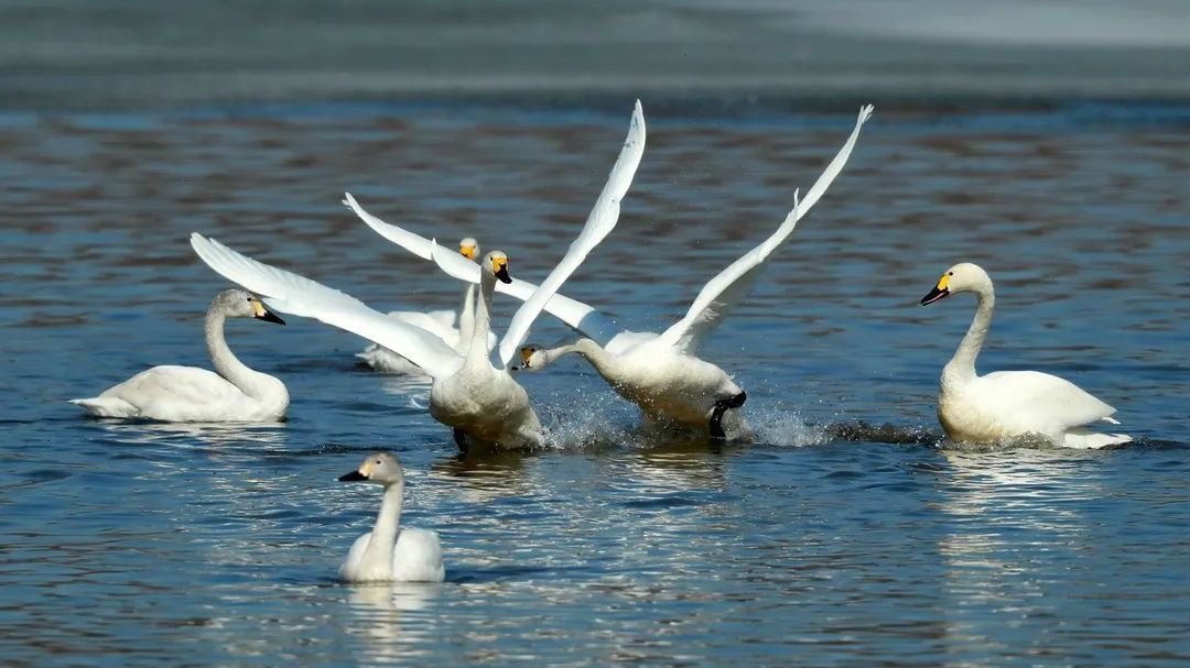 北京看天鹅,快来南海子公园! 北京看天鹅,快来南海子公园!