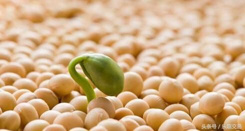 中方对贸易战开始反击政策 下调亚太国家大豆