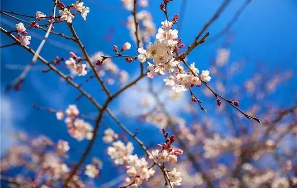 前方发来电报:2018日本樱花花期预测