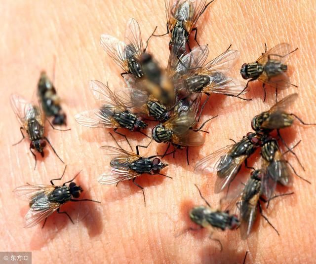 养殖场苍蝇多烦躁?农村养猪爷爷教你一招,10分钟苍蝇统统消失