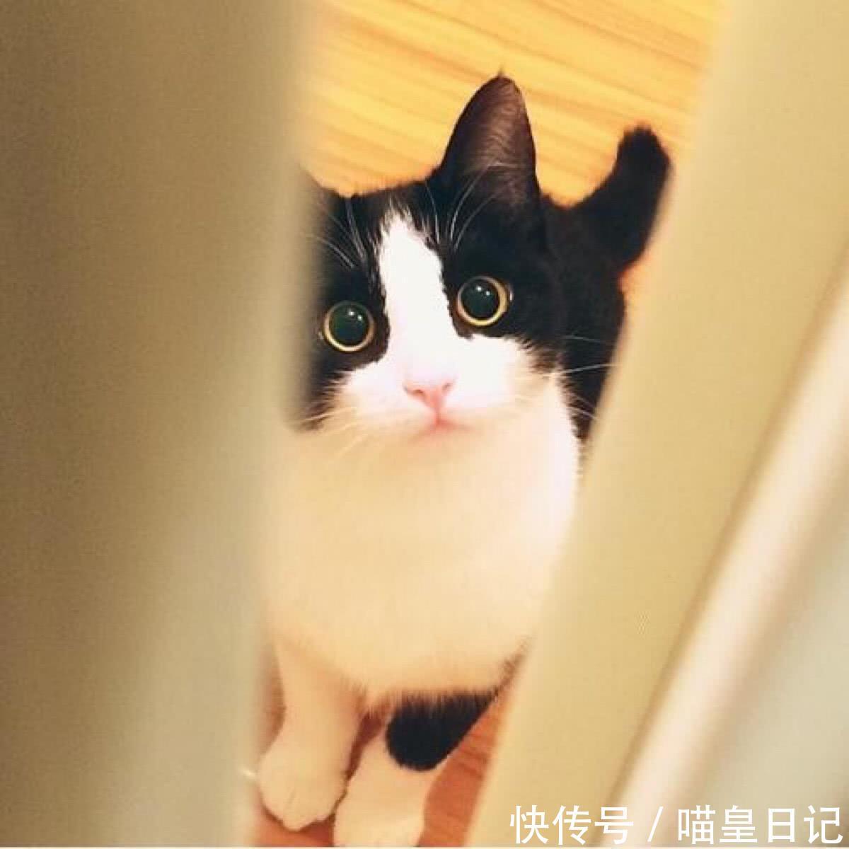 除了奶牛猫,这几种猫也是喵星人中的神经猫