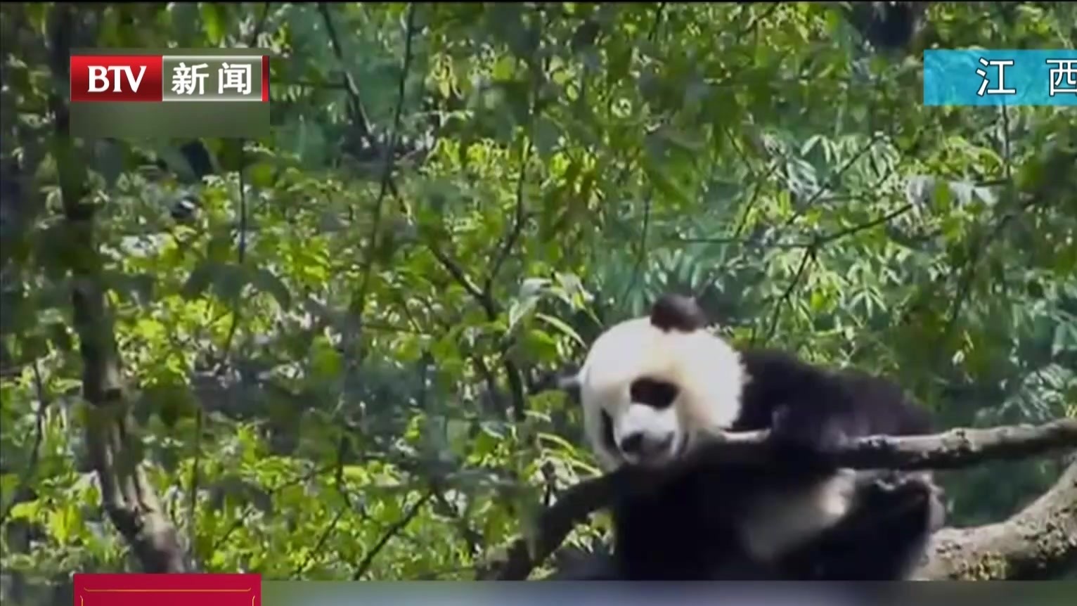 大熊猫首次在四川以外地区野化放归