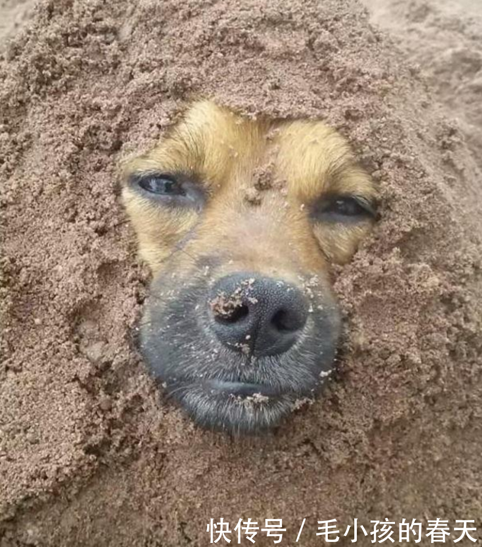 沙堆里突然冒出来狗头,吓的路人纷纷后退,得知真相让人气愤!