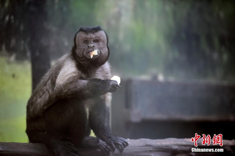 天津动物园国字脸黑帽悬猴走红 自拍软件可识别猴子五官