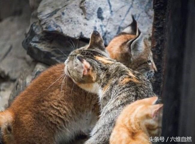 母猫全力照顾好小猞猁,就不怕猞猁长大后像老虎那样反叛?