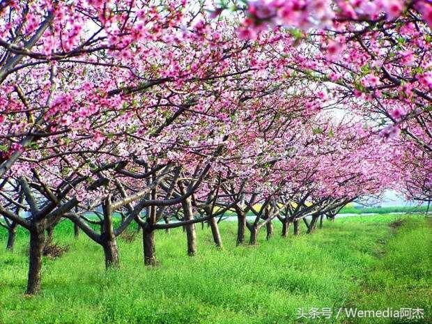 中若有桃花源,何处不是水云间!情深意重感慨的