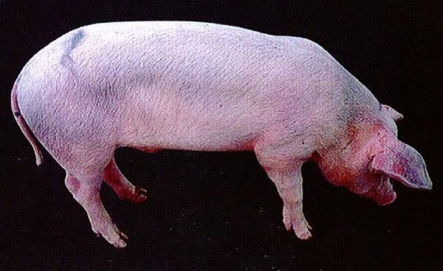 猪常见病猪瘟、猪肺疫、蓝耳病、猪丹毒、链球