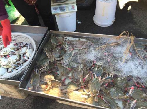 开海了 海鲜产量大今年比去年价格便宜