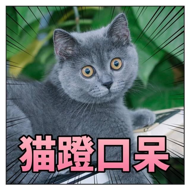 QGhappy训练赛ID在猫神的带领下越走越远