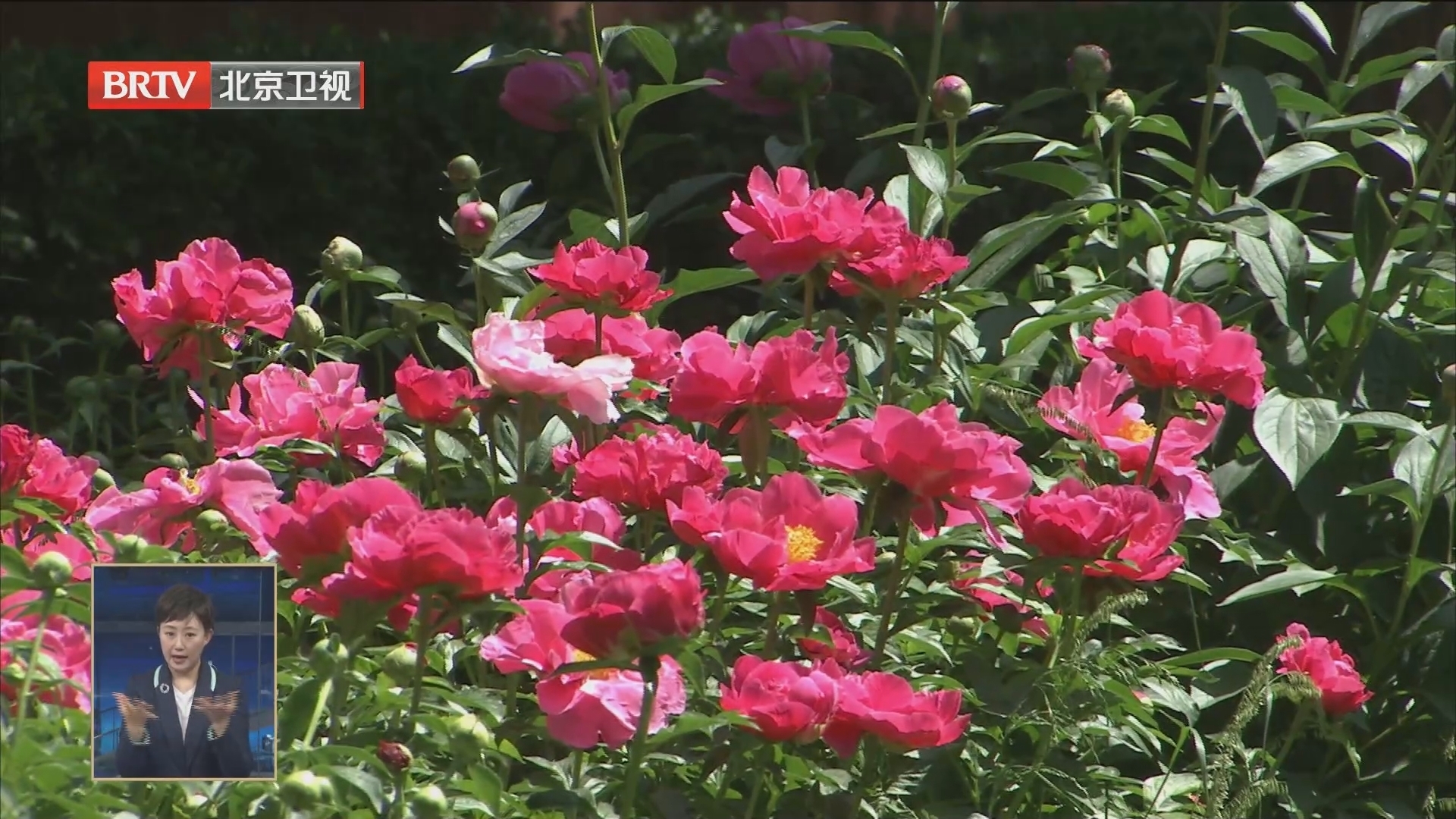 北京喜迎“立夏之花” 2万墩芍药扮靓中轴景山