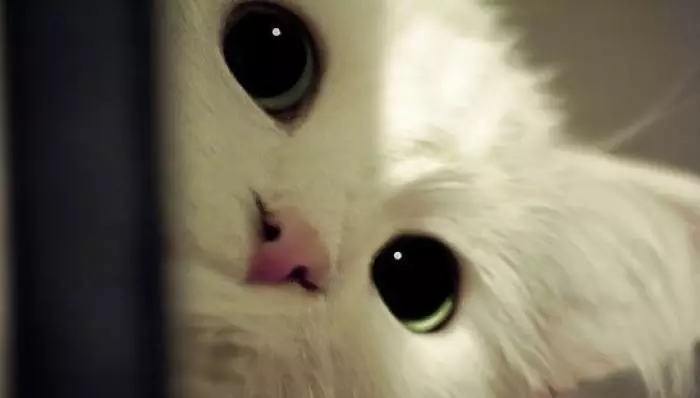 热点 | 中国风采！巾帼竞芳！中国女子游泳队豪取两金！