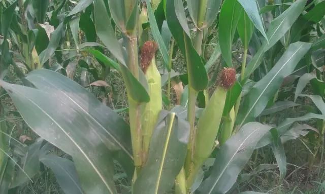 查环保,工厂停了,工作没了,我想和我的祖国谈谈