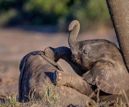 非洲两小象草地上嬉戏打闹画面萌趣暖心