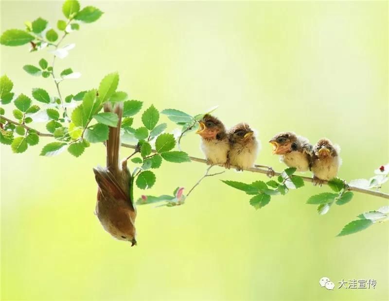 尹维华:用镜头向世界诠释家乡湿地美