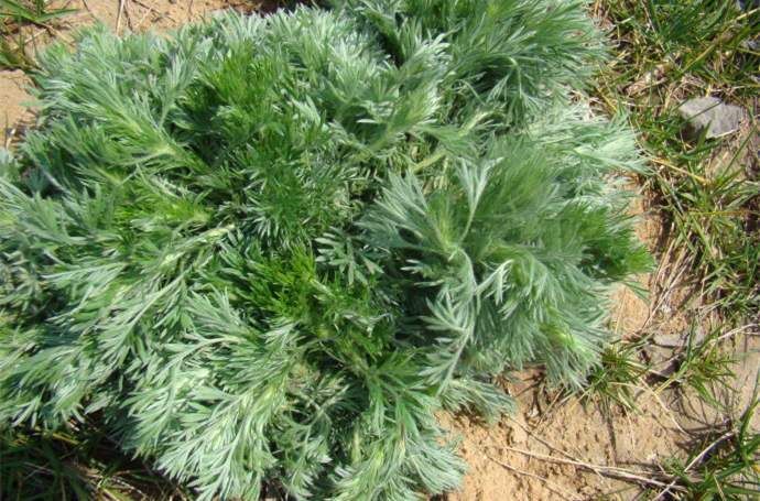 这种野菜三月份赶紧吃,是菜也是药,好吃又养生,错过要再等一年